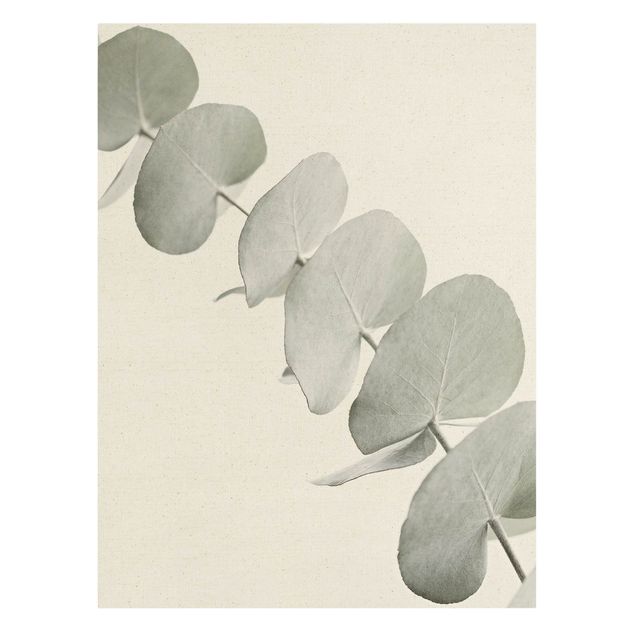 Tableaux muraux Branche d'eucalyptus dans la lumière blanche