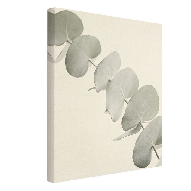 Toile murale Branche d'eucalyptus dans la lumière blanche