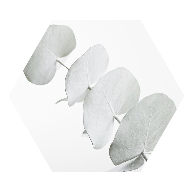 Tableaux forex Branche d'eucalyptus dans la lumière blanche