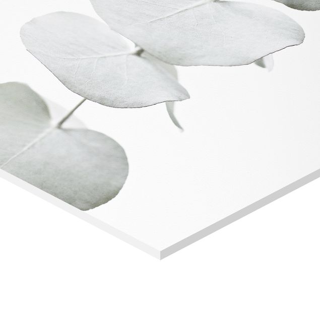 Hexagone en forex - Eucalyptus Branch In White Light