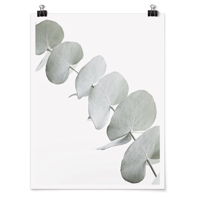 Poster mural fleurs Branche d'eucalyptus dans la lumière blanche