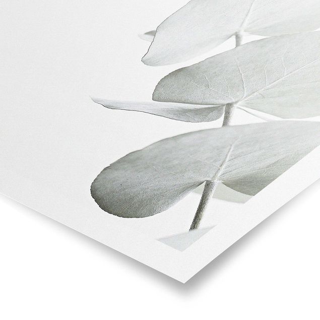 Tableaux muraux Branche d'eucalyptus dans la lumière blanche