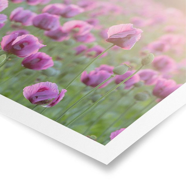 Posters fleurs Prairie de coquelicots violets au printemps