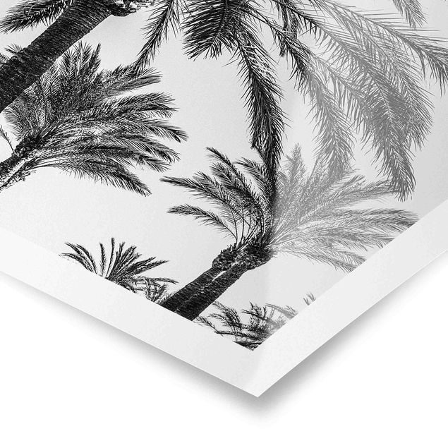 Tableaux noir et blanc Palmiers au coucher du soleil noir et blanc