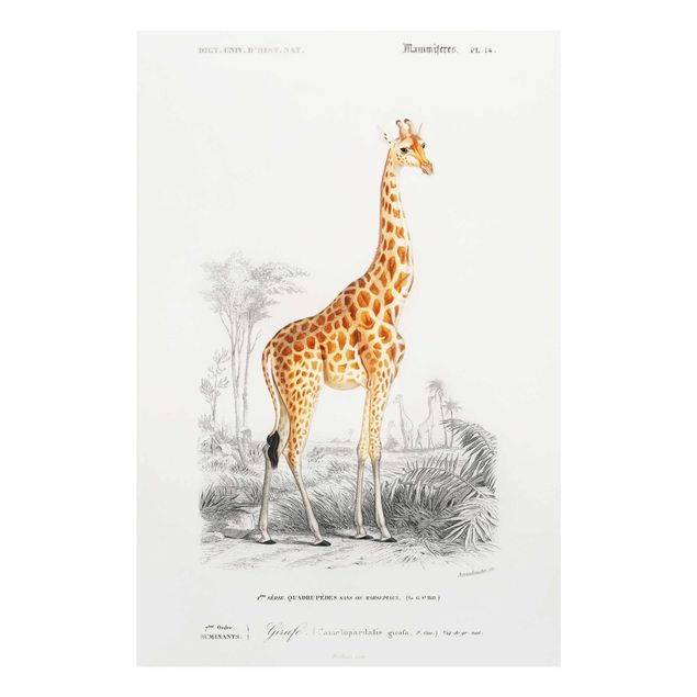 Tableau vintage Tableau Vintage Girafe