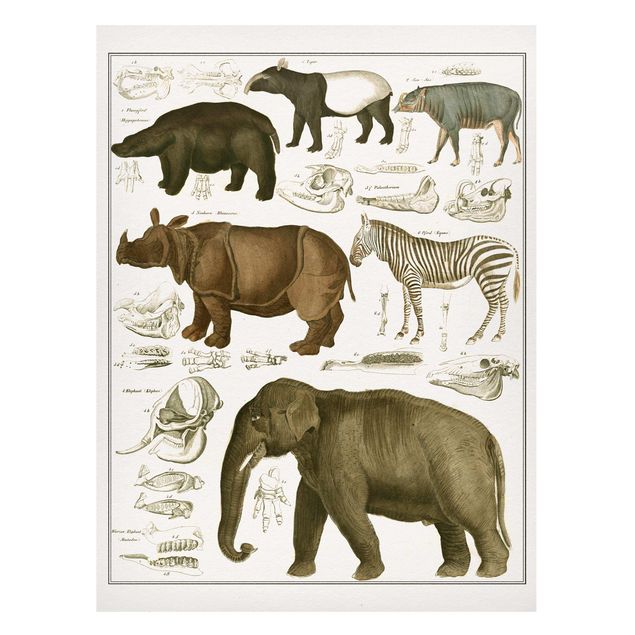 Tableaux paysage Tableau Botanique éléphant, zèbre et rhino