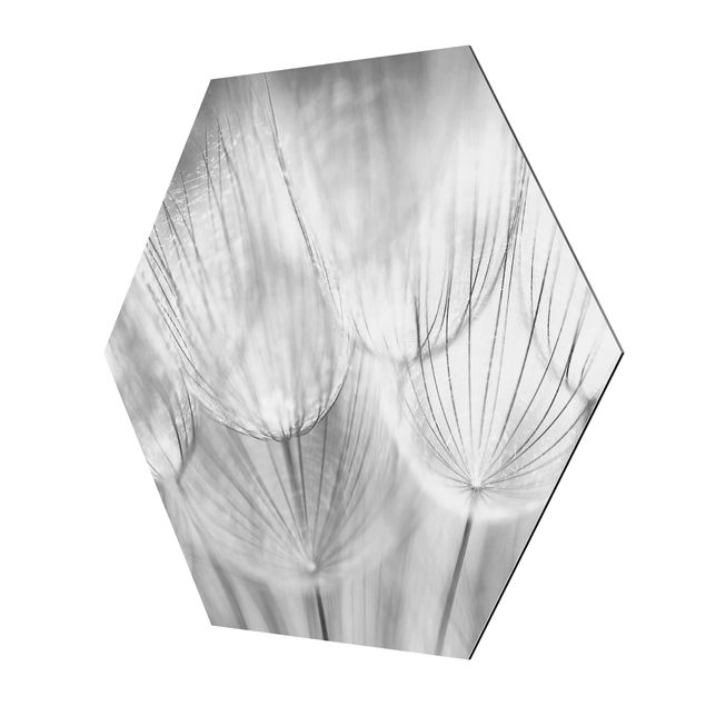 Tableaux Pissenlits en macrophotographie en noir et blanc