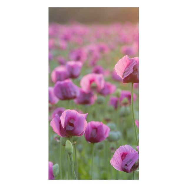 Revêtement mural de douche - Purple Poppy Flower Meadow In Spring