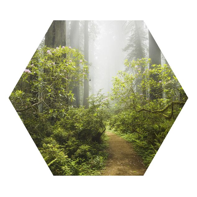 Tableau deco nature Chemin de forêt brumeux