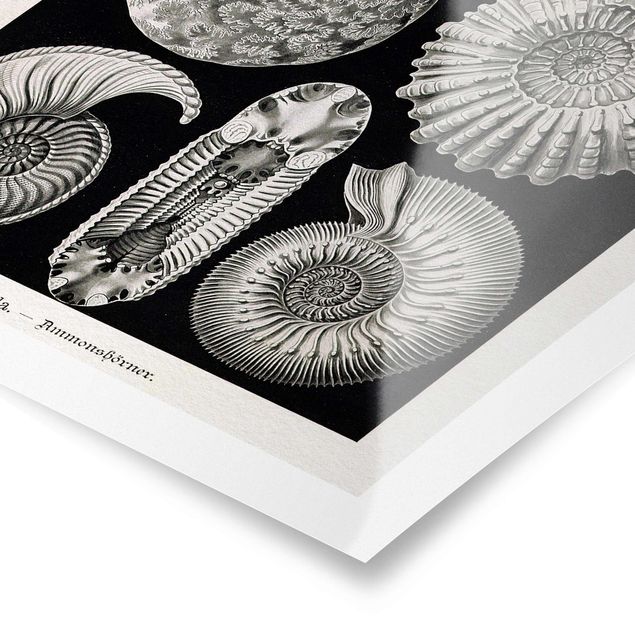 Tableaux Tableau Botanique Fossiles noir et blanc