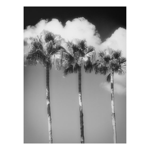 Tableau paysages Palmiers Contre Le Ciel Noir Et Blanc