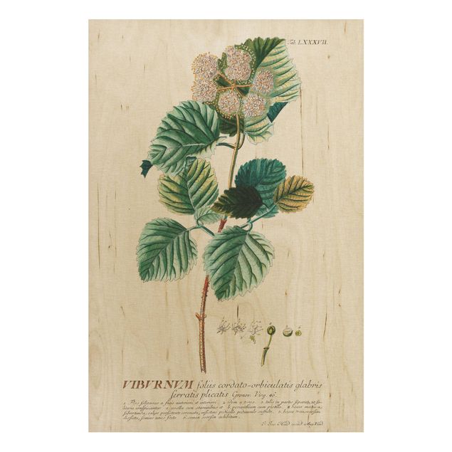 Tableaux en bois avec fleurs Illustration botanique vintage boule de neige