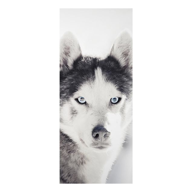 Tableaux chiens Portrait d'un Husky