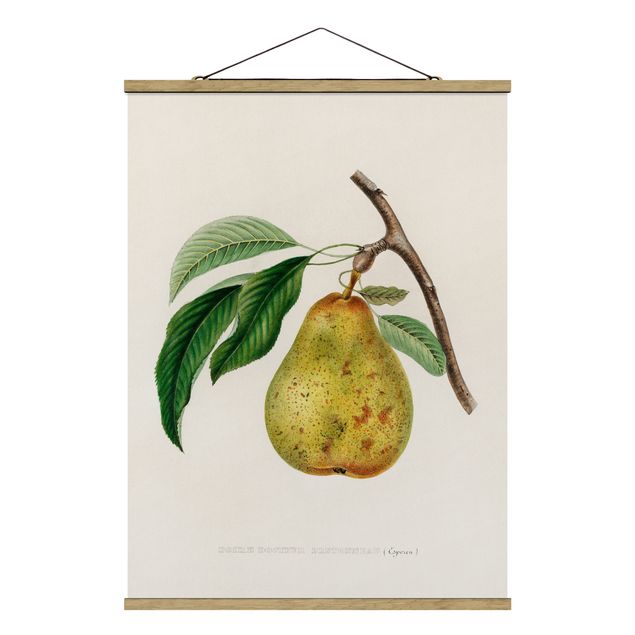 Tableau fruit Illustration Botanique Vintage Poire Jaune