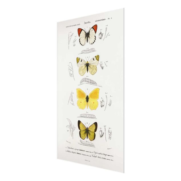Tableau couleur jaune Tableau Vintage Papillons II