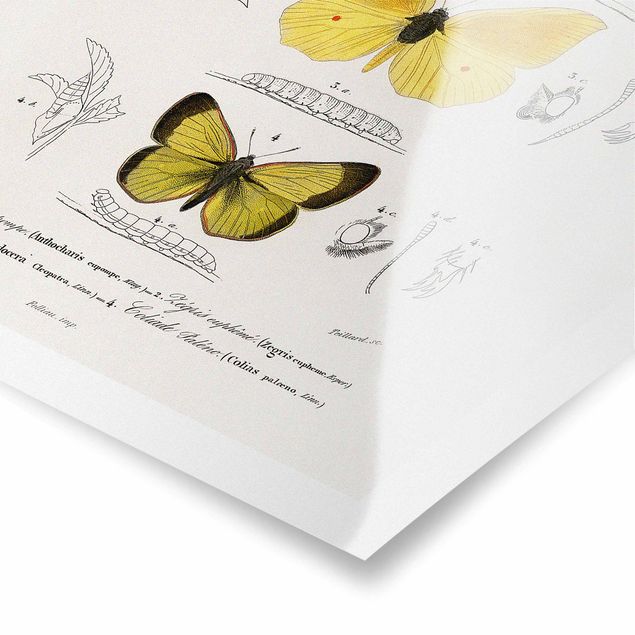 Tableaux jaunes Tableau Vintage Papillons II