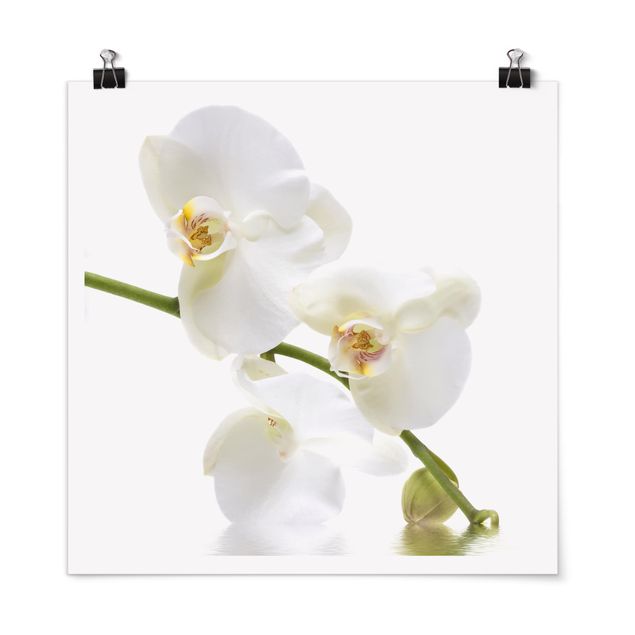 Tableau moderne Eaux de l'Orchidée Blanche