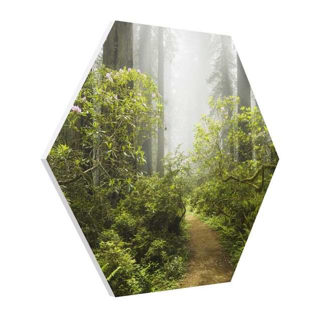 Tableaux moderne Chemin de forêt brumeux