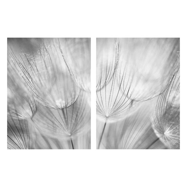 tableaux floraux Pissenlits en macrophotographie en noir et blanc