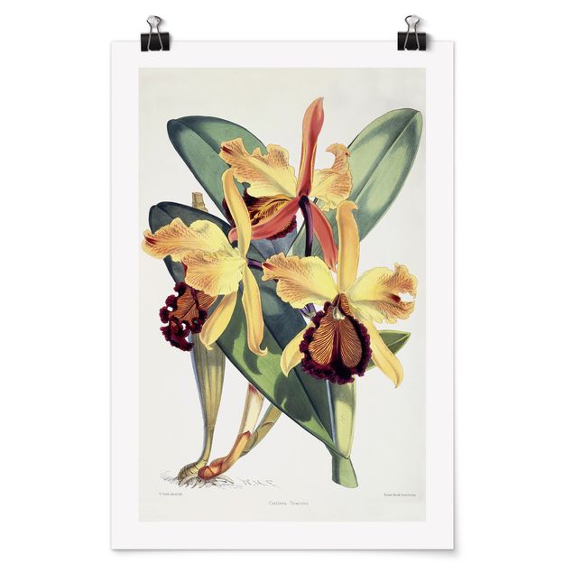 Tableaux fleurs Walter Hood Fitch - Orchidée