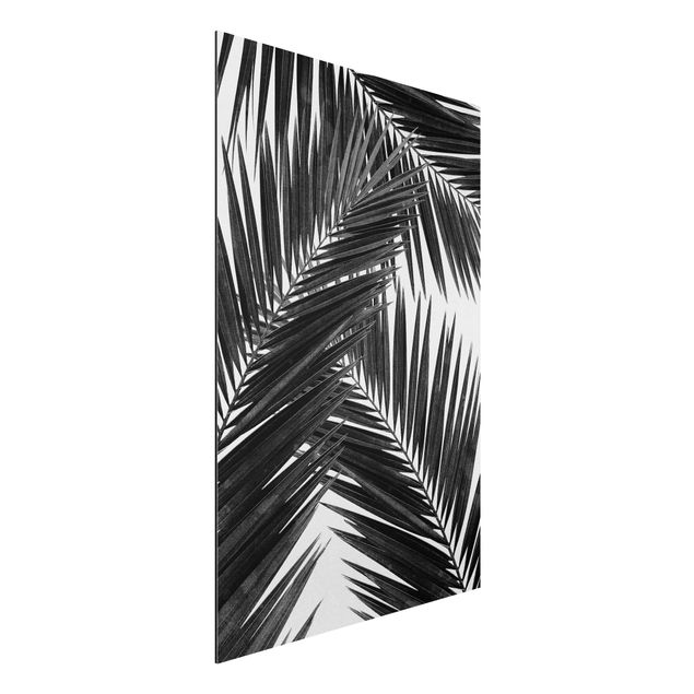 Déco mur cuisine Vue sur des feuilles de palmier noir et blanc