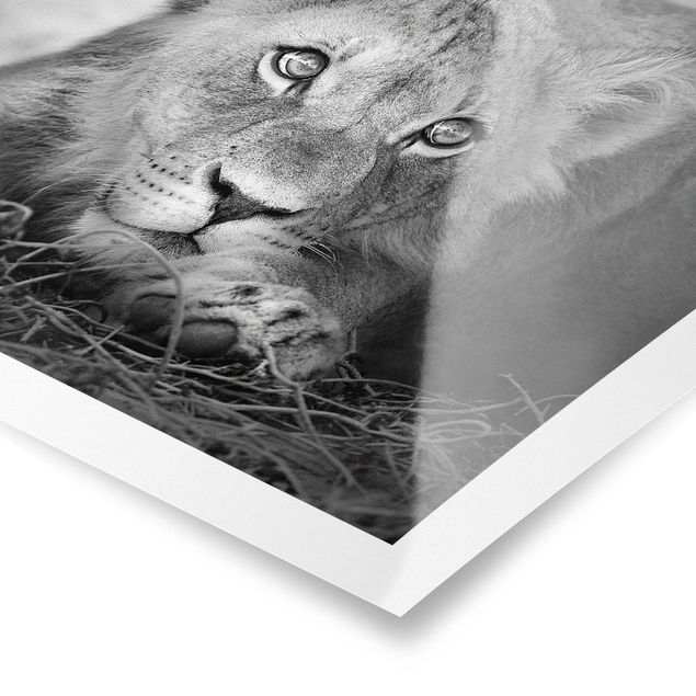 Tableaux noir et blanc Bébé lion tapi dans l'ombre