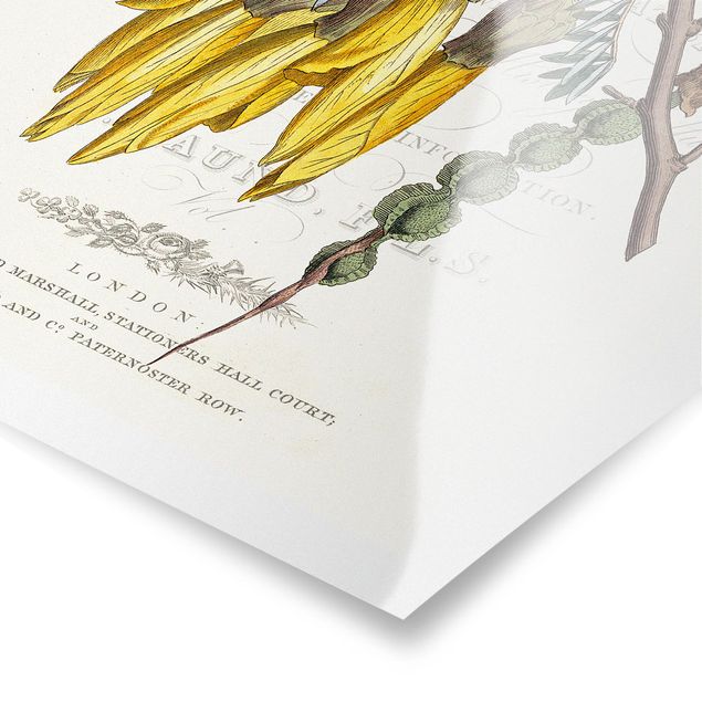 Posters muraux Tableau Botanique - Sophora du Japon