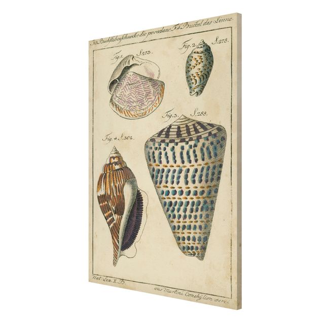 Tableau bord de mer Conque vintage dessin coloré