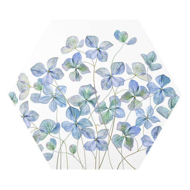 Forex tableau Fleurs d'hortensia bleues