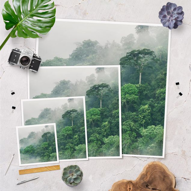 Tableaux nature Jungle dans le brouillard
