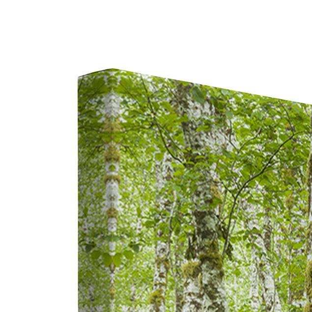 Tableau vert Parc national olympique de la forêt tropicale de Hoh