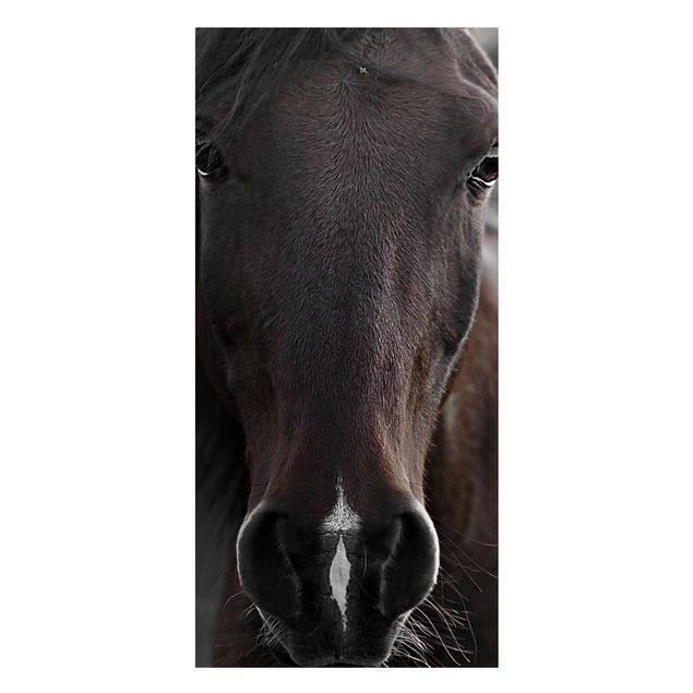 Tableau cheval Cheval noir