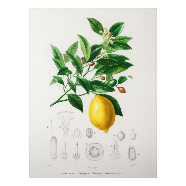 tableaux floraux Illustration Botanique Vintage Citron