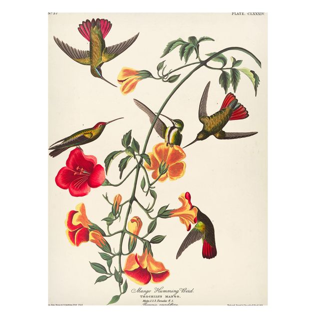 Tableaux magnétiques avec fleurs Tableau Vintage Colibri mangue