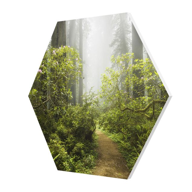 Forex tableau Chemin de forêt brumeux
