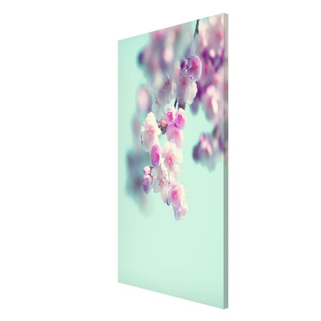 Tableaux magnétiques avec fleurs Fleurs de cerisier colorées