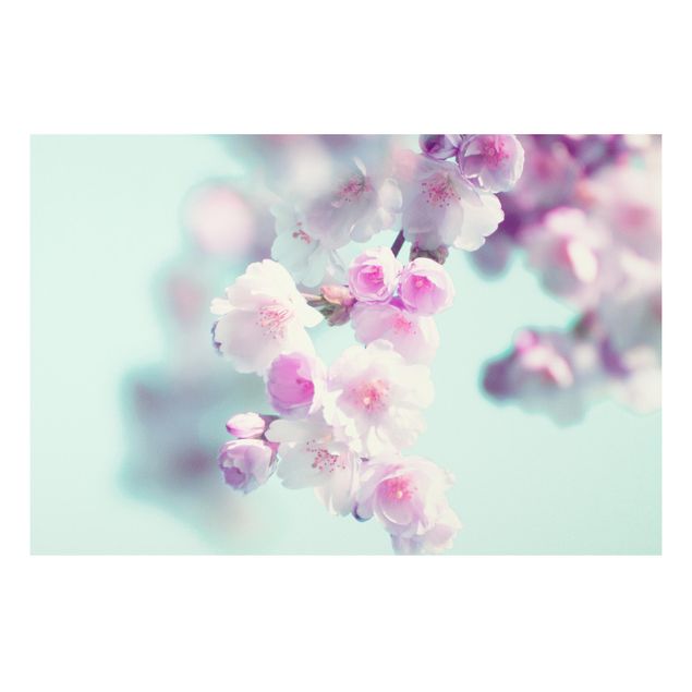 Tableaux modernes Fleurs de cerisier colorées