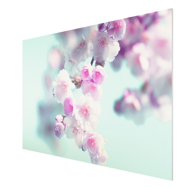 Tableaux fleurs Fleurs de cerisier colorées