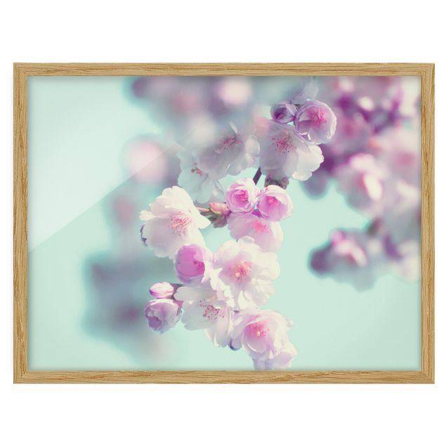 tableaux floraux Fleurs de cerisier colorées