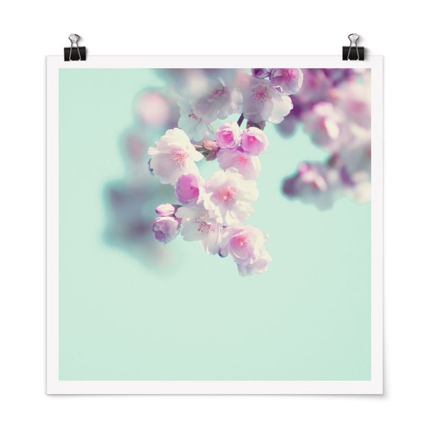 Posters fleurs Fleurs de cerisier colorées