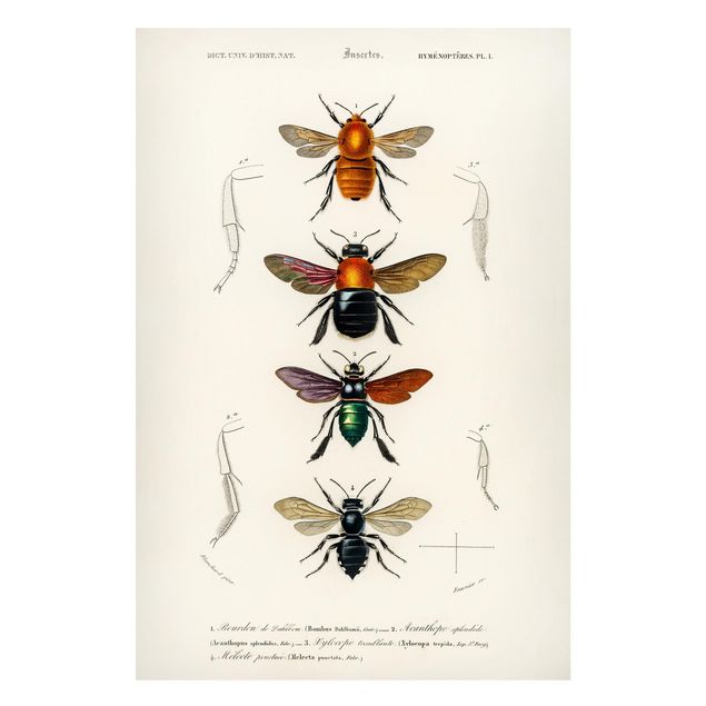 Tableaux animaux Tableau Vintage Insectes