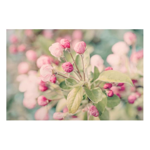 Tableaux magnétiques avec fleurs Apple Blossom Bokeh Light Pink