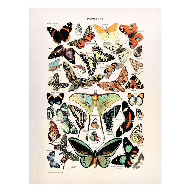 Tableau papillons Tableau Vintage Papillons et phalènes