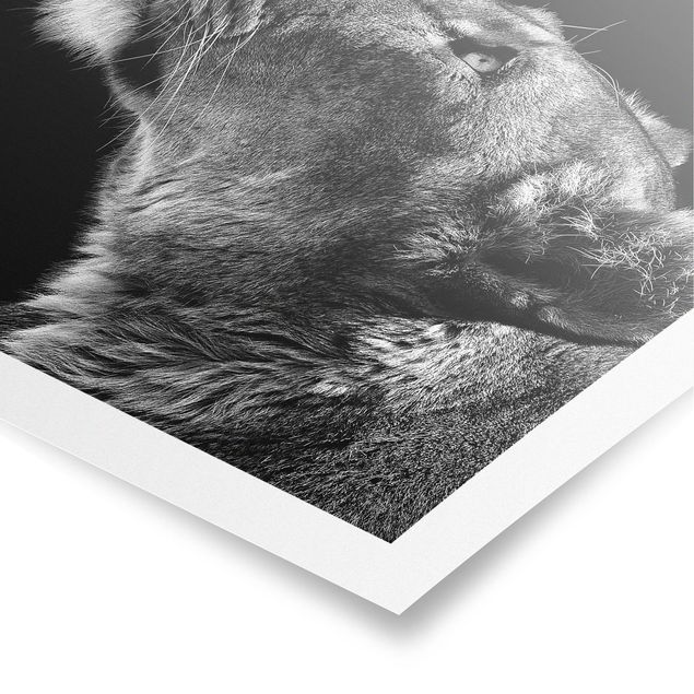 Tableaux modernes Portrait d'une lionne