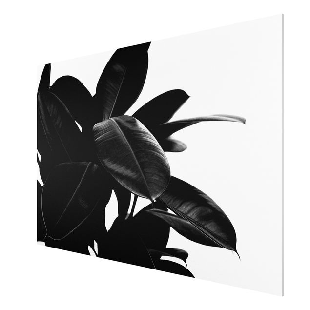 Tableaux fleurs Arbre à caoutchouc noir et blanc