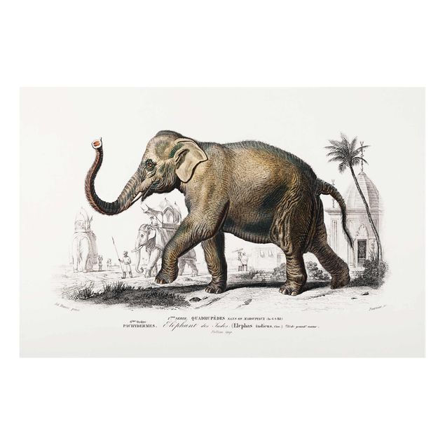 Tableau deco nature Tableau Vintage Éléphant