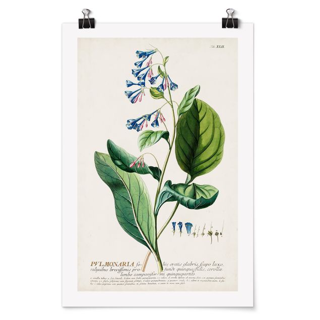 Poster retro Illustration botanique vintage Pulmonaria
