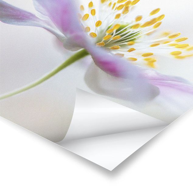 Posters muraux Fleur de vent en blanc