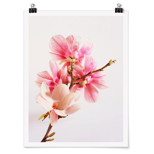 Poster fleurs Fleurs de magnolia