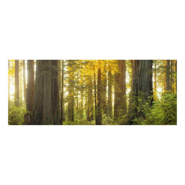 Tableau deco nature Parc national Redwood